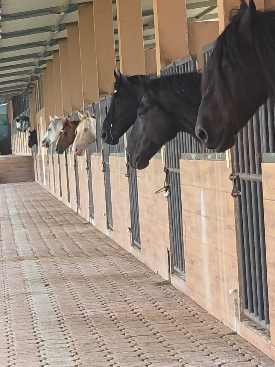 @🇸🇻Josséph Torres🇸🇻
