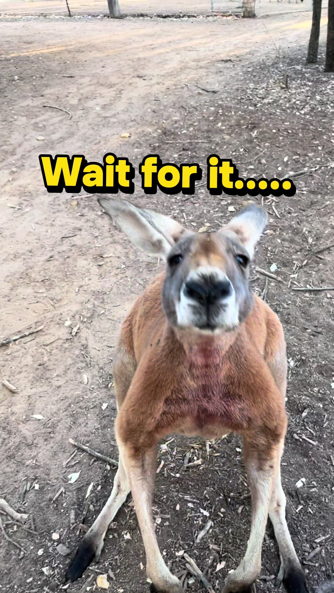 @Wildlife Empire Australia