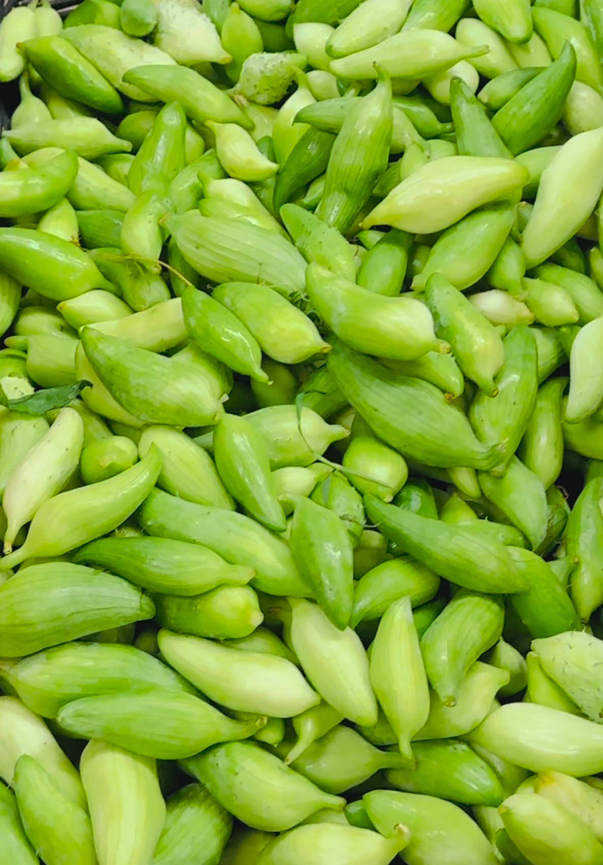@gorkhagroceryaneatinc