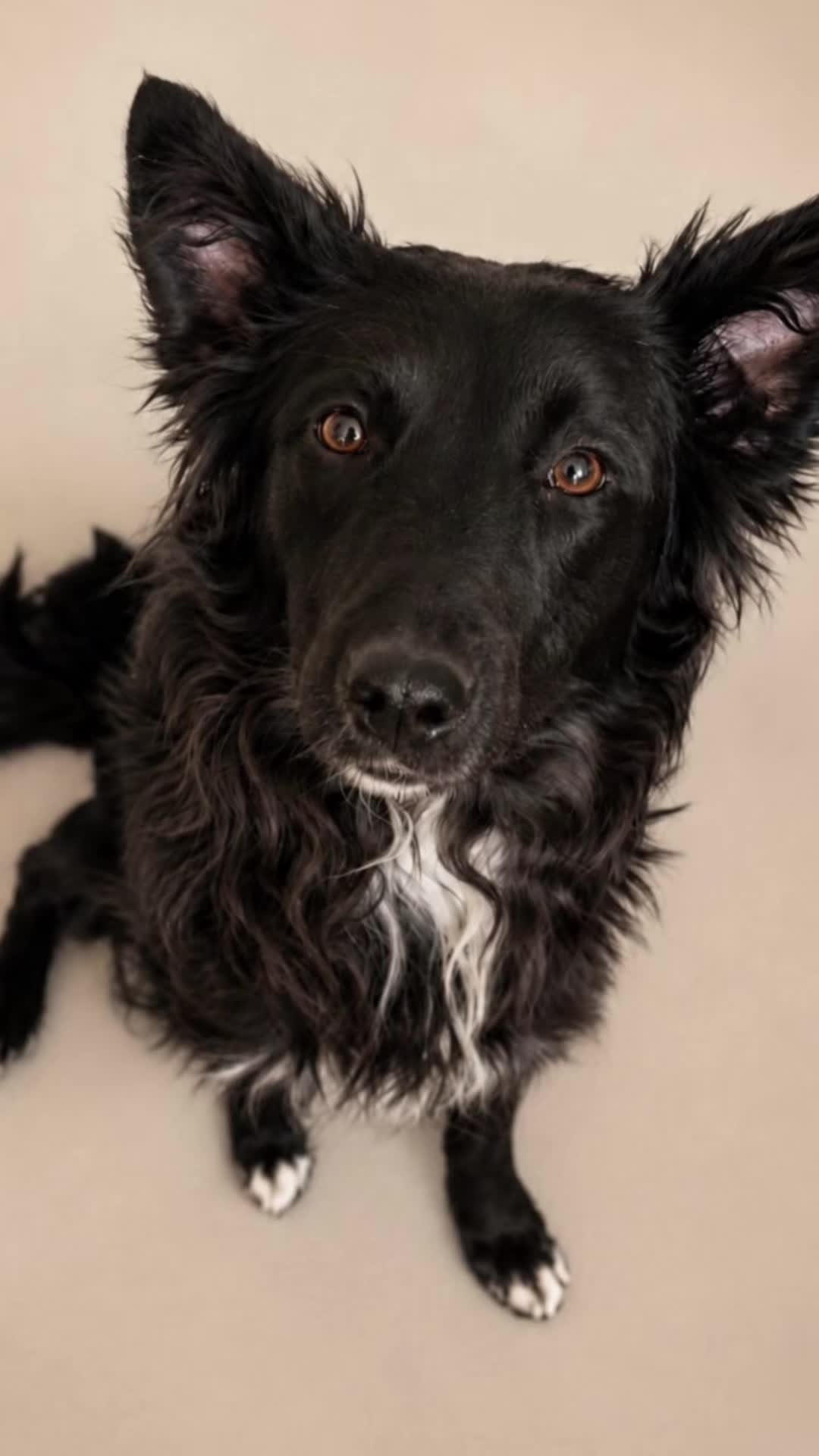 @Hundehilfe Bakony e.V.