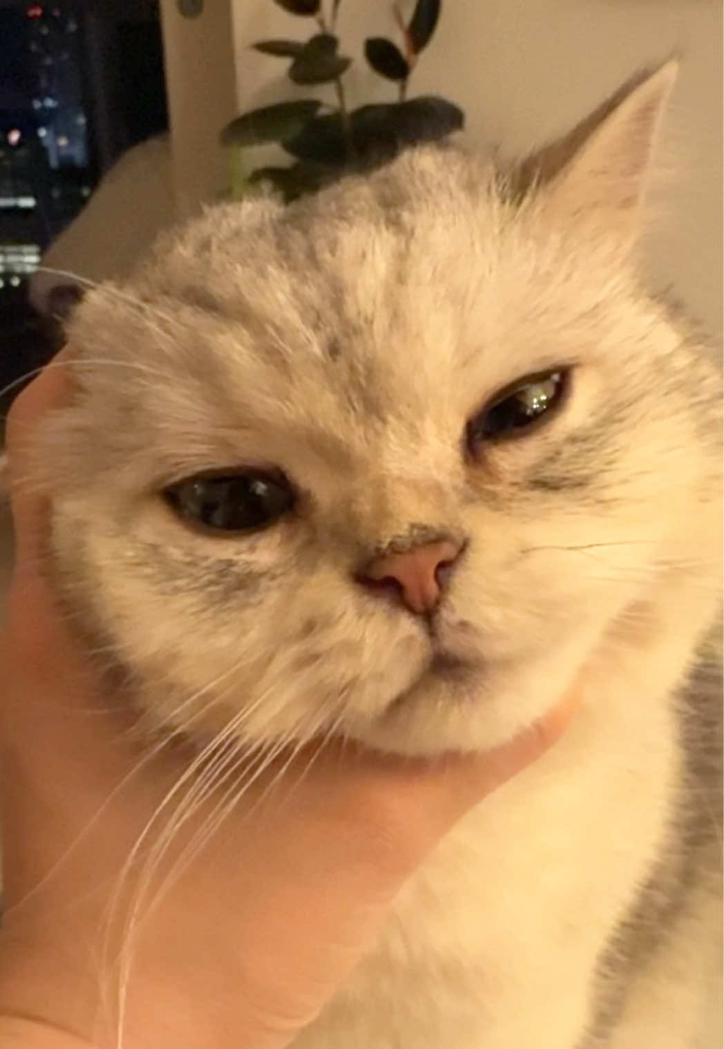 @Ollie the Cat