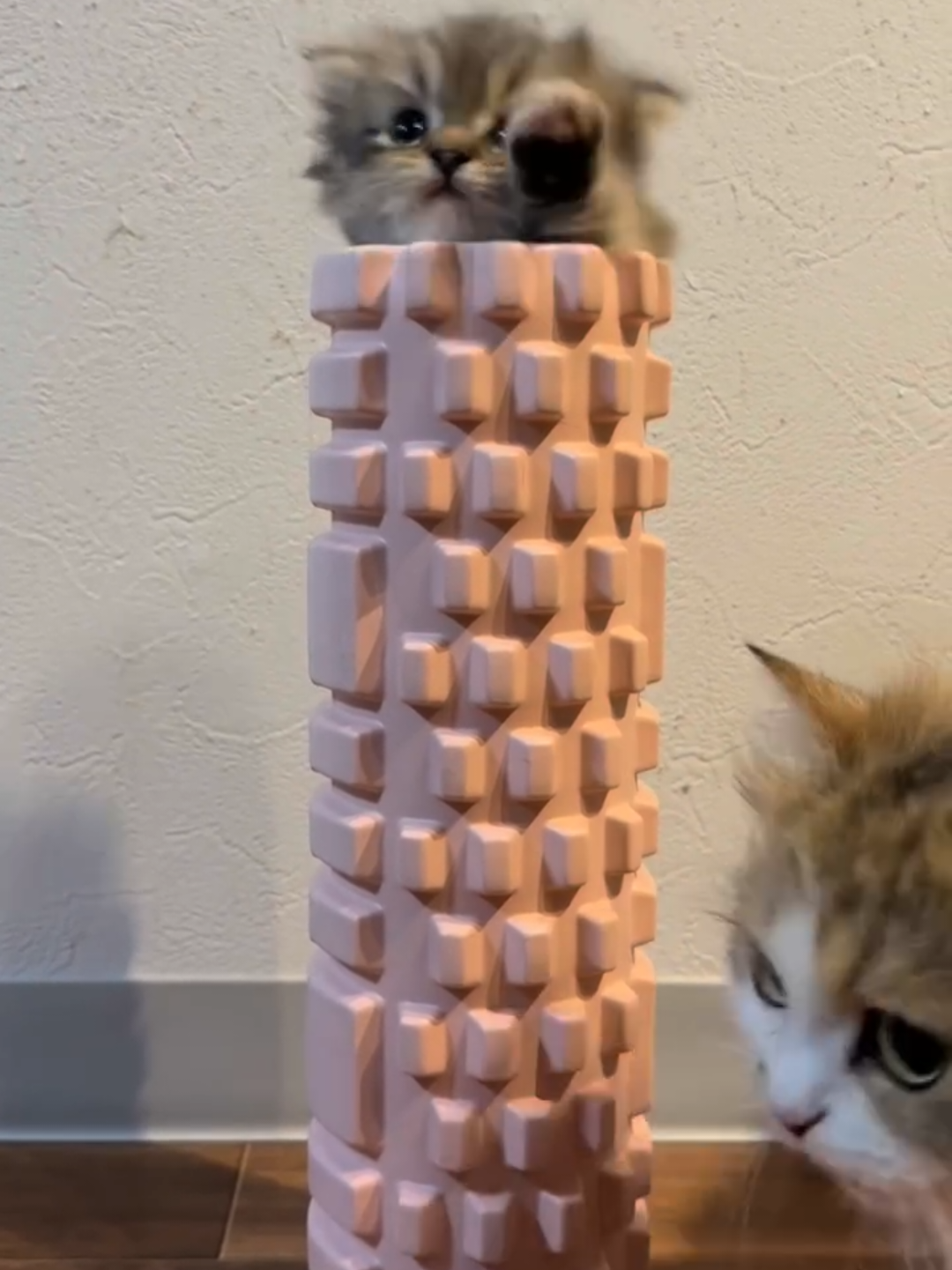 @Chonky World Of Cats