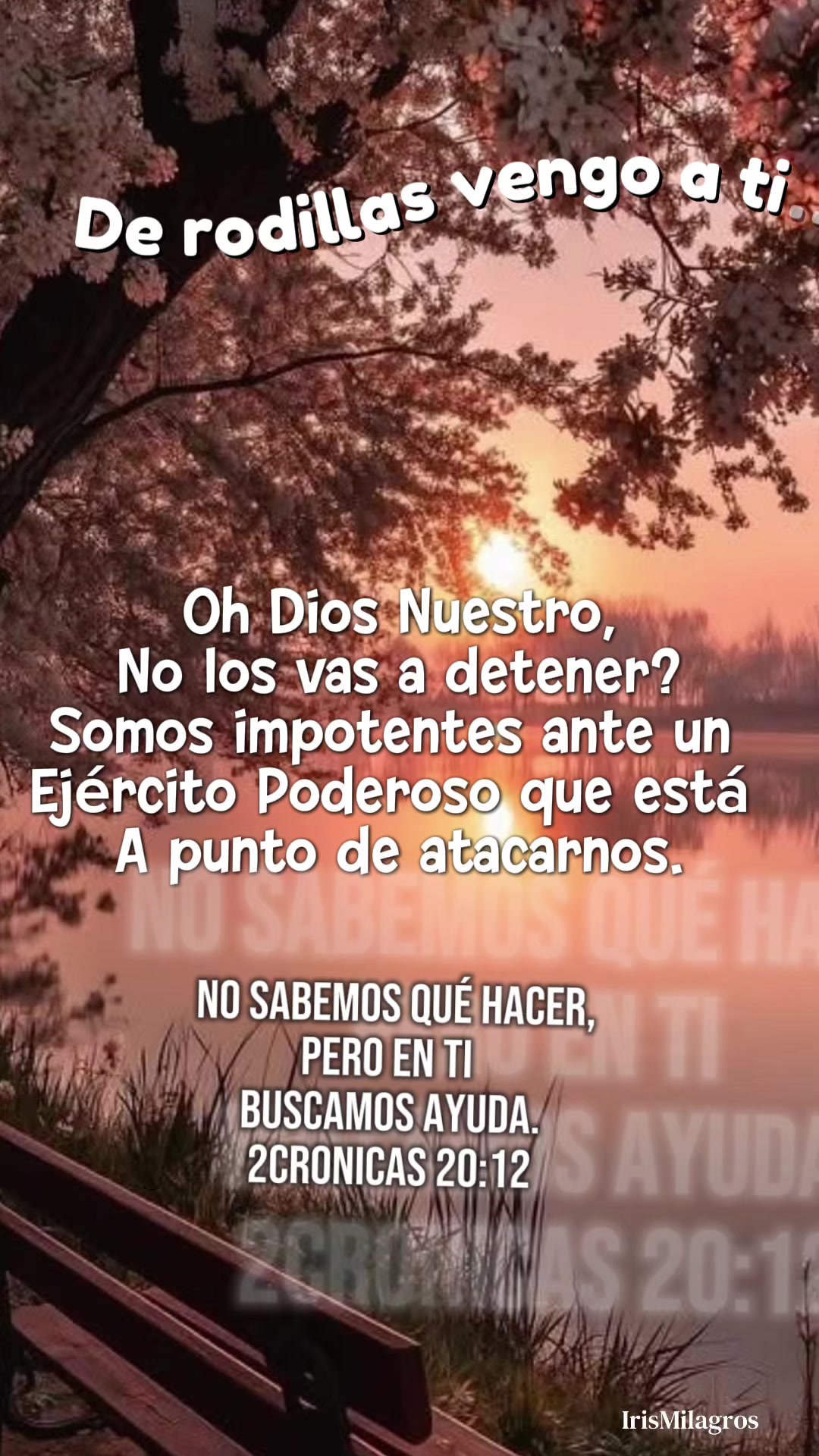 @IrisMilagros 🌼🌸