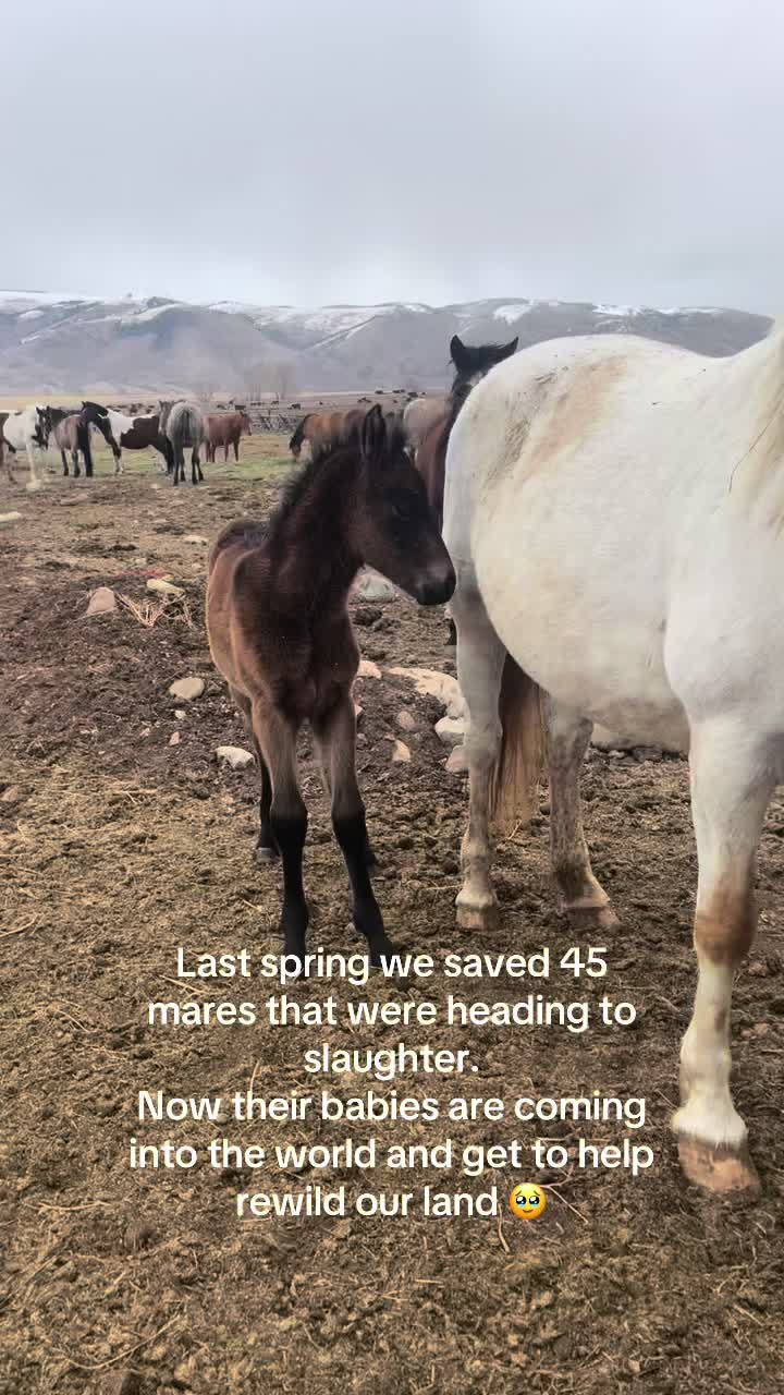 @RewildingAmericaNow