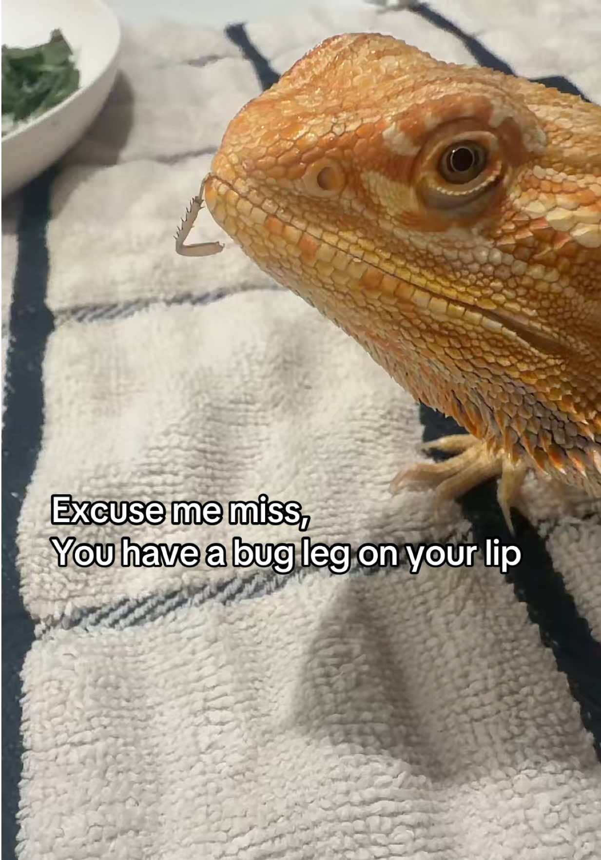 @Stella and Oreo