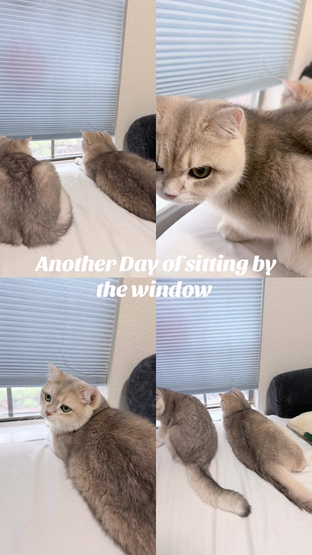 @catloveronthego