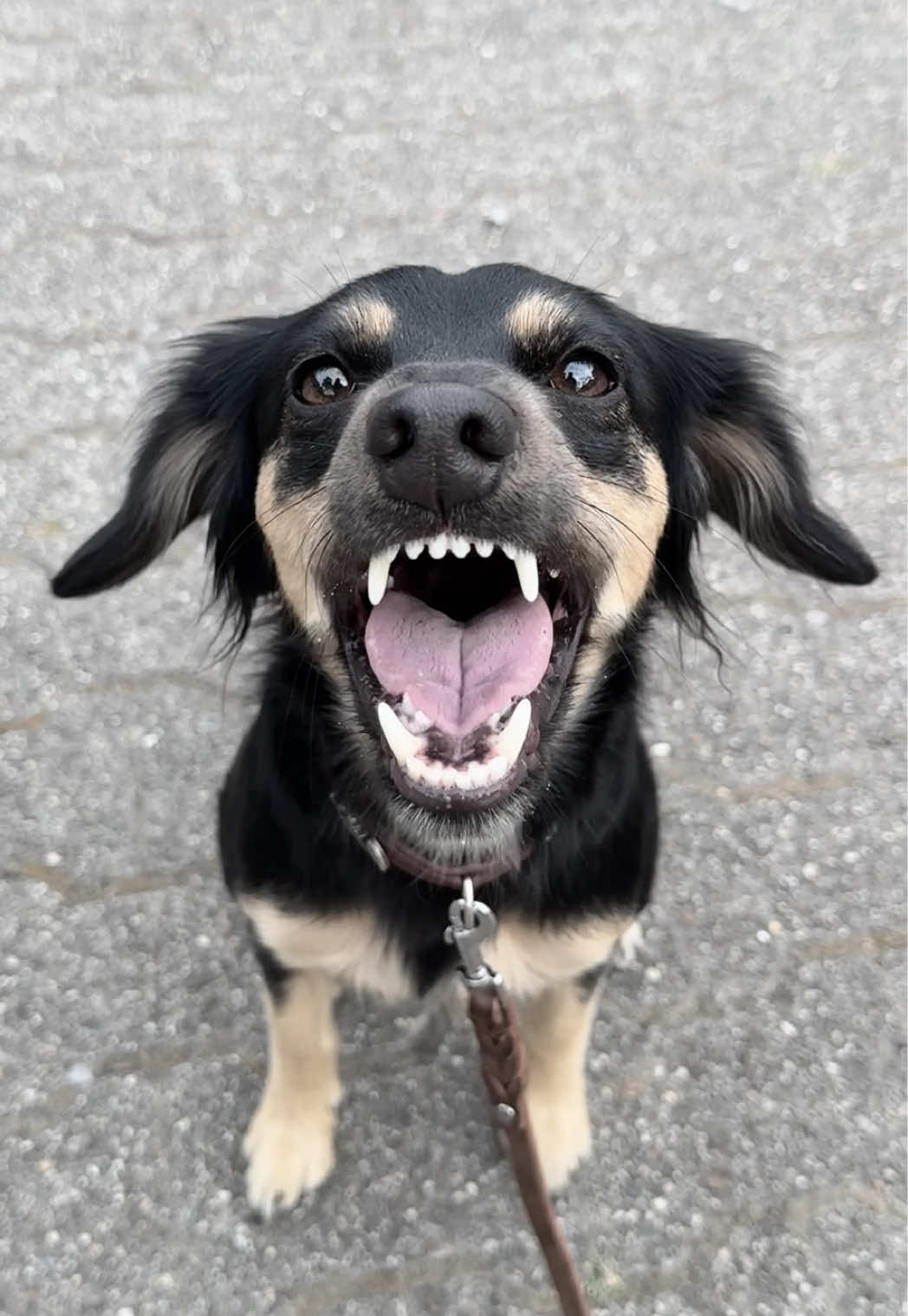 @🐾