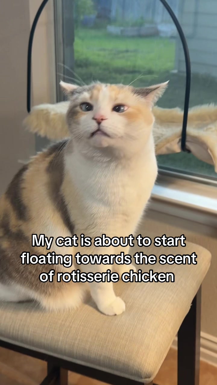 @Panko Cat