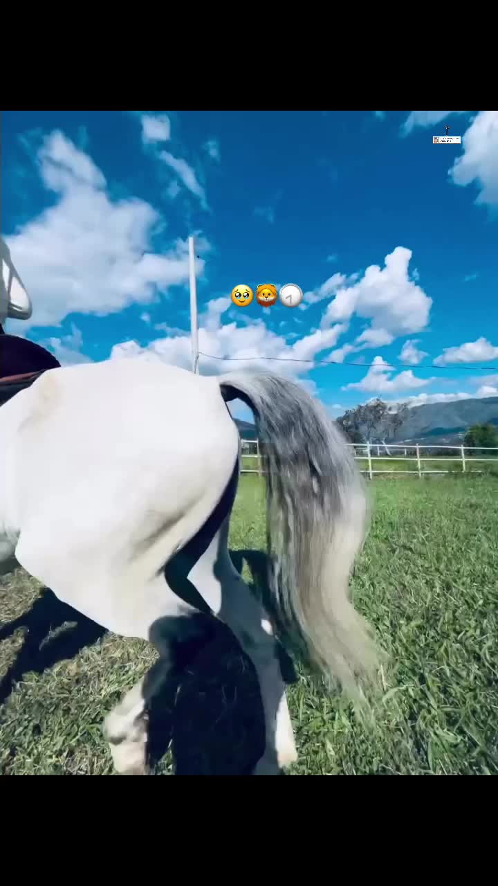 @๐ฟ๐๐๐ ๐ต๐๐๐๐ถ๐๐ถ๐๐ โ