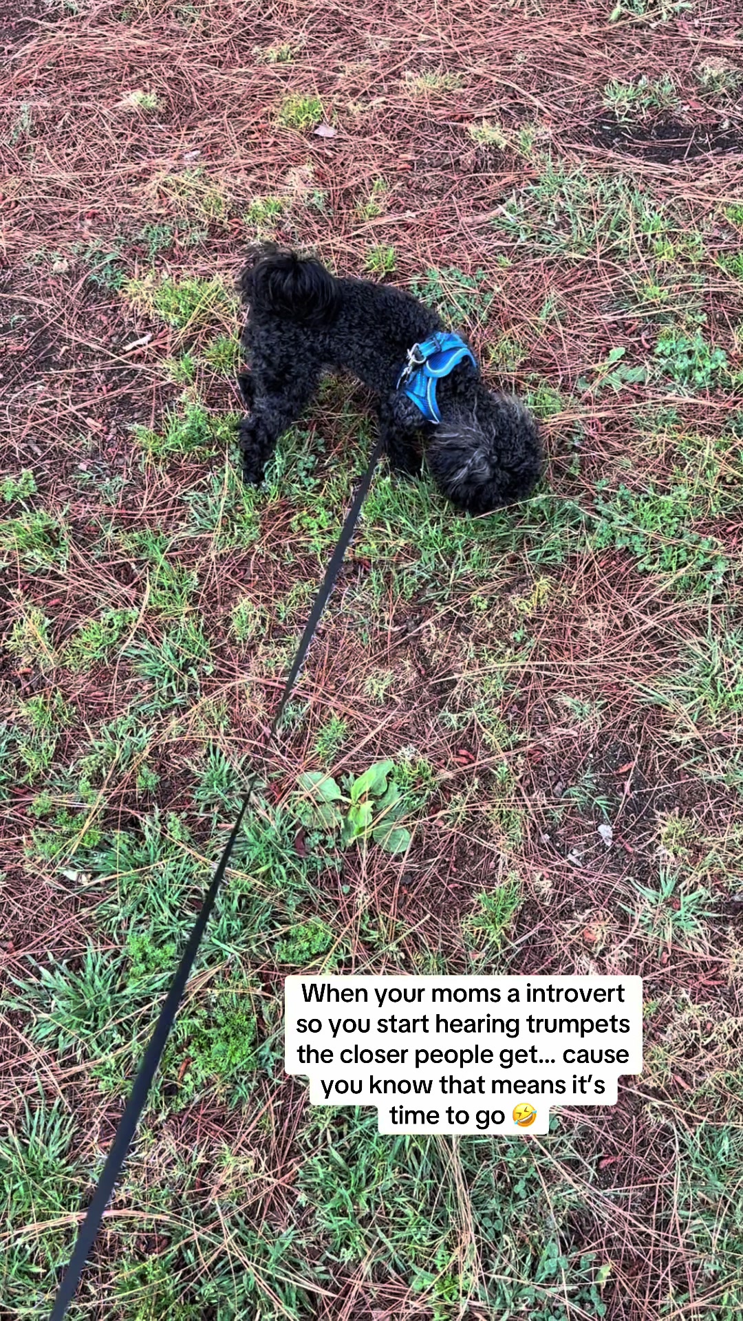 @Queen and Zuko 🐾