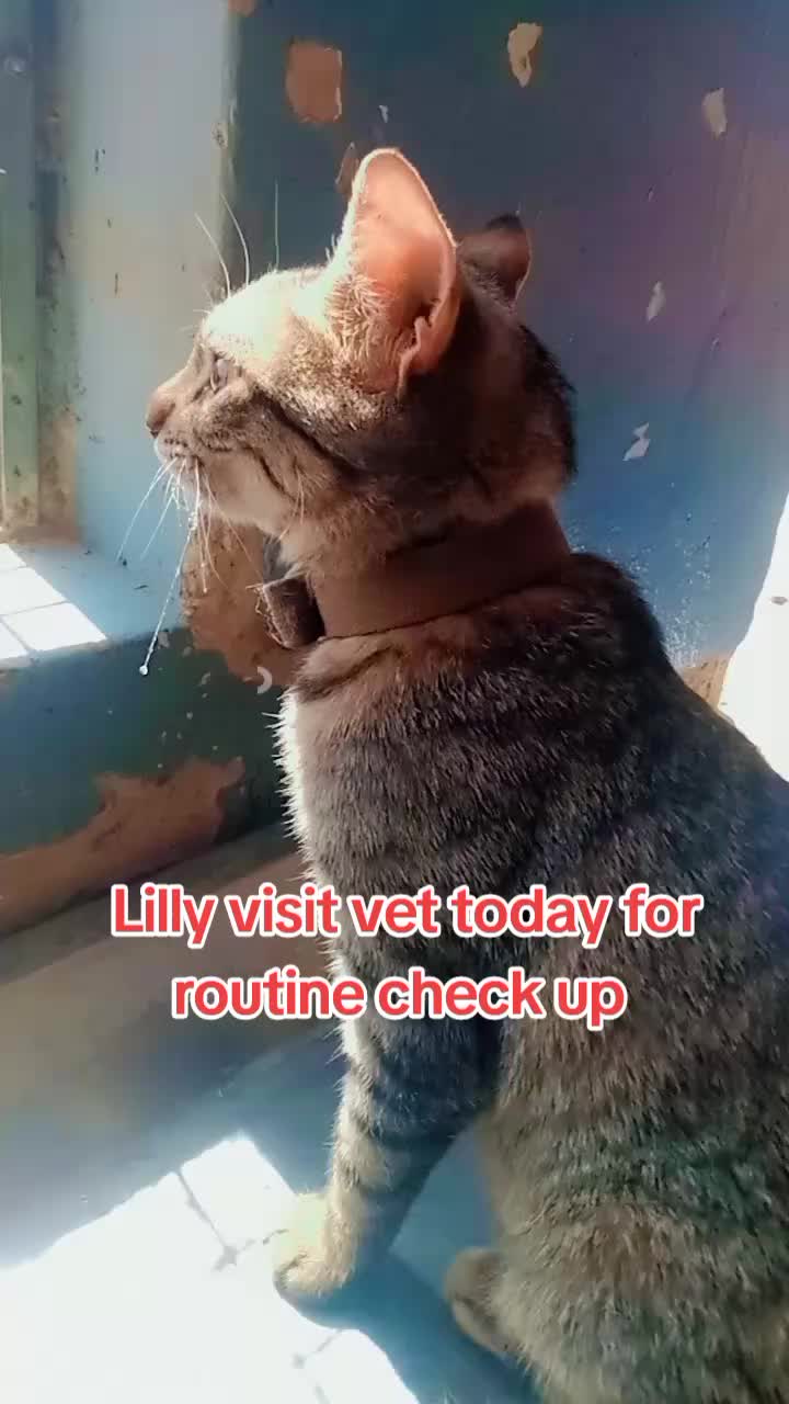 @Animal Welfare