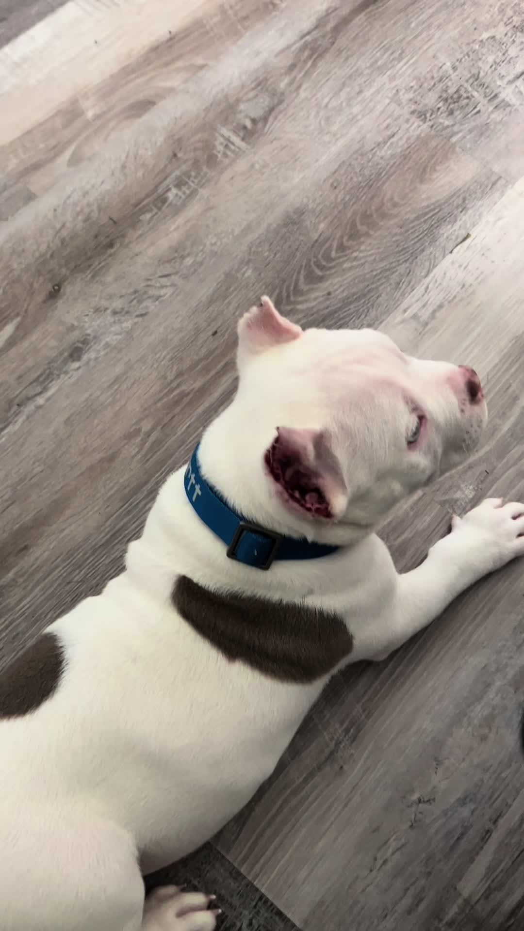 @kingsbullys