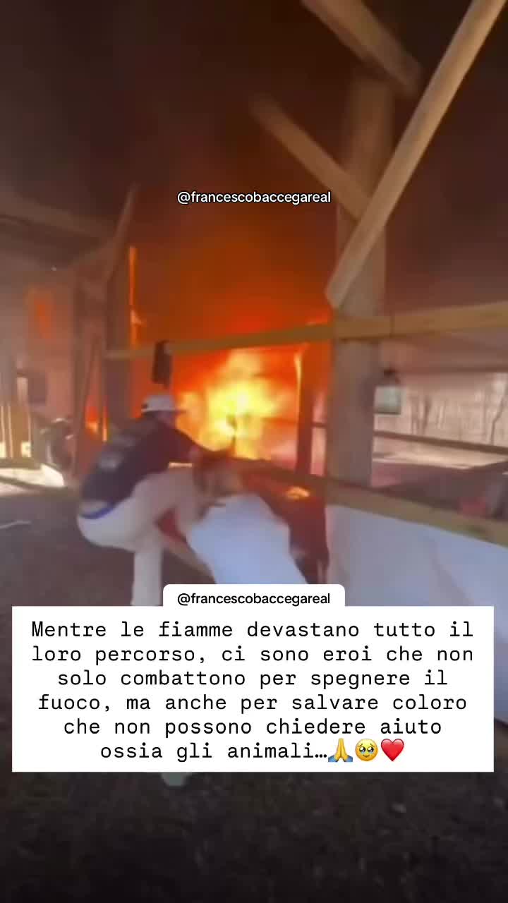 @francescobaccegareal