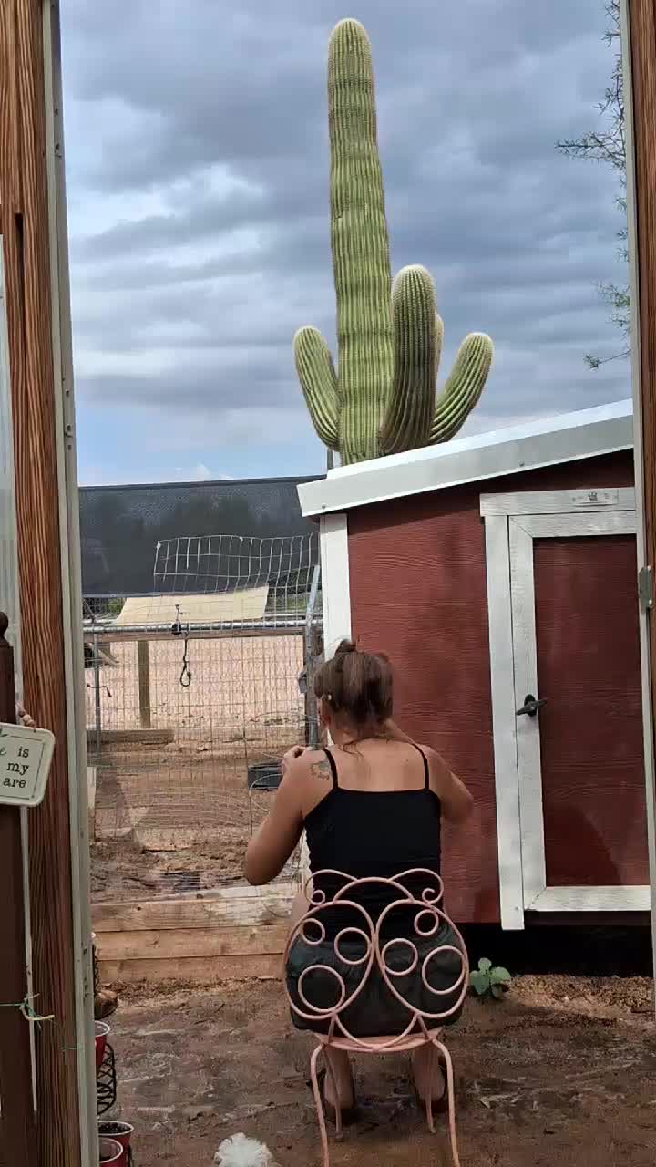 @DesertQueen🌵🐓
