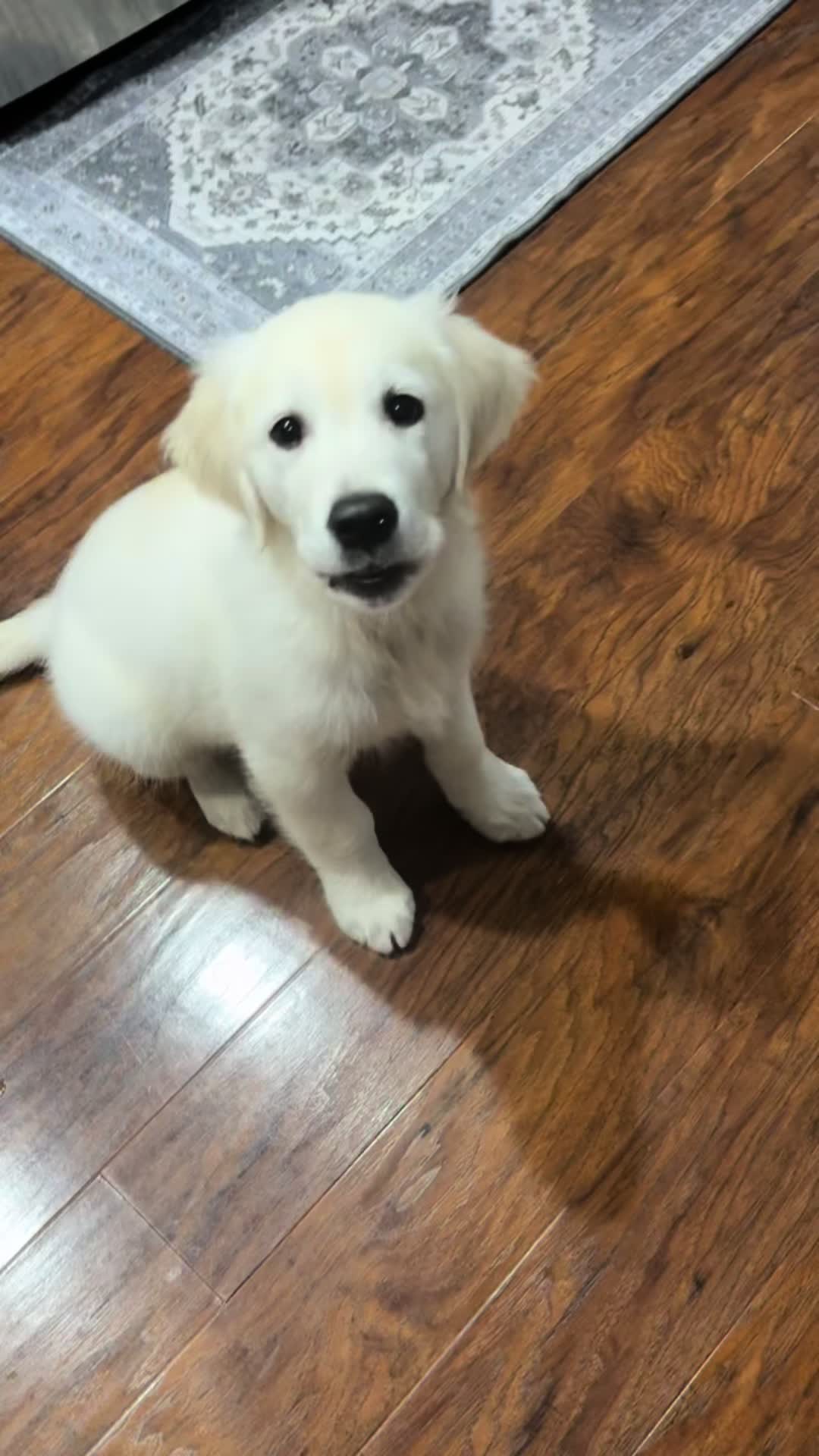 @Dunkin The Golden