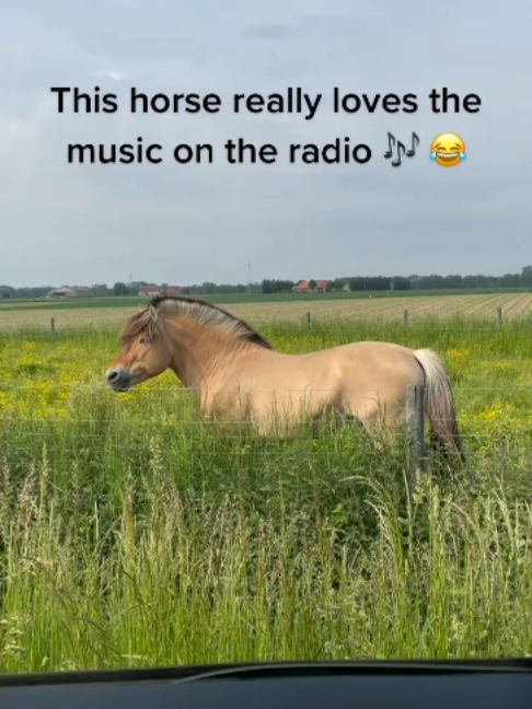 @Horses TikTok