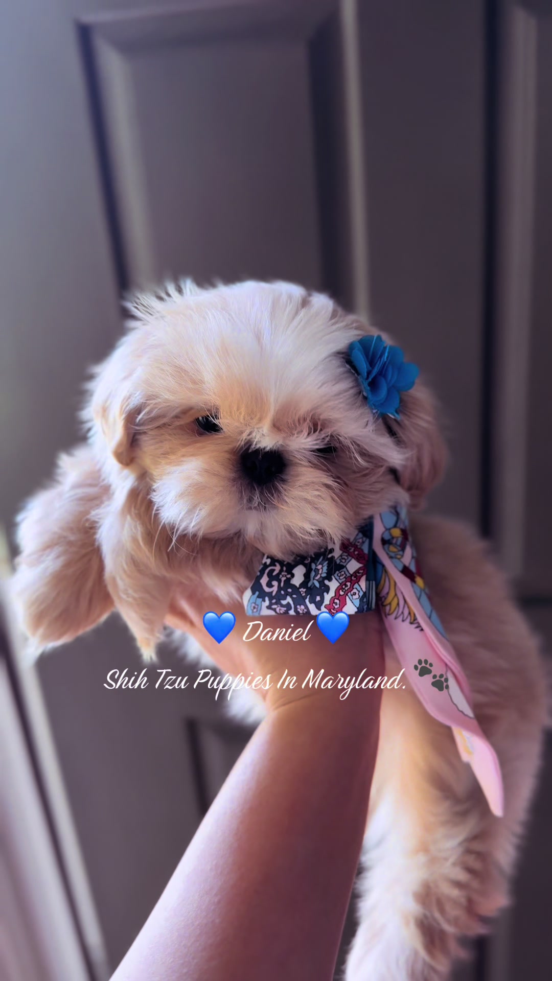 @Shih Tzu Puppies in Maryland