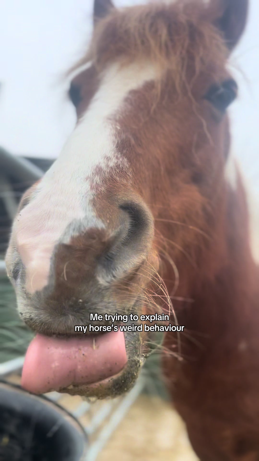 @idh_horses