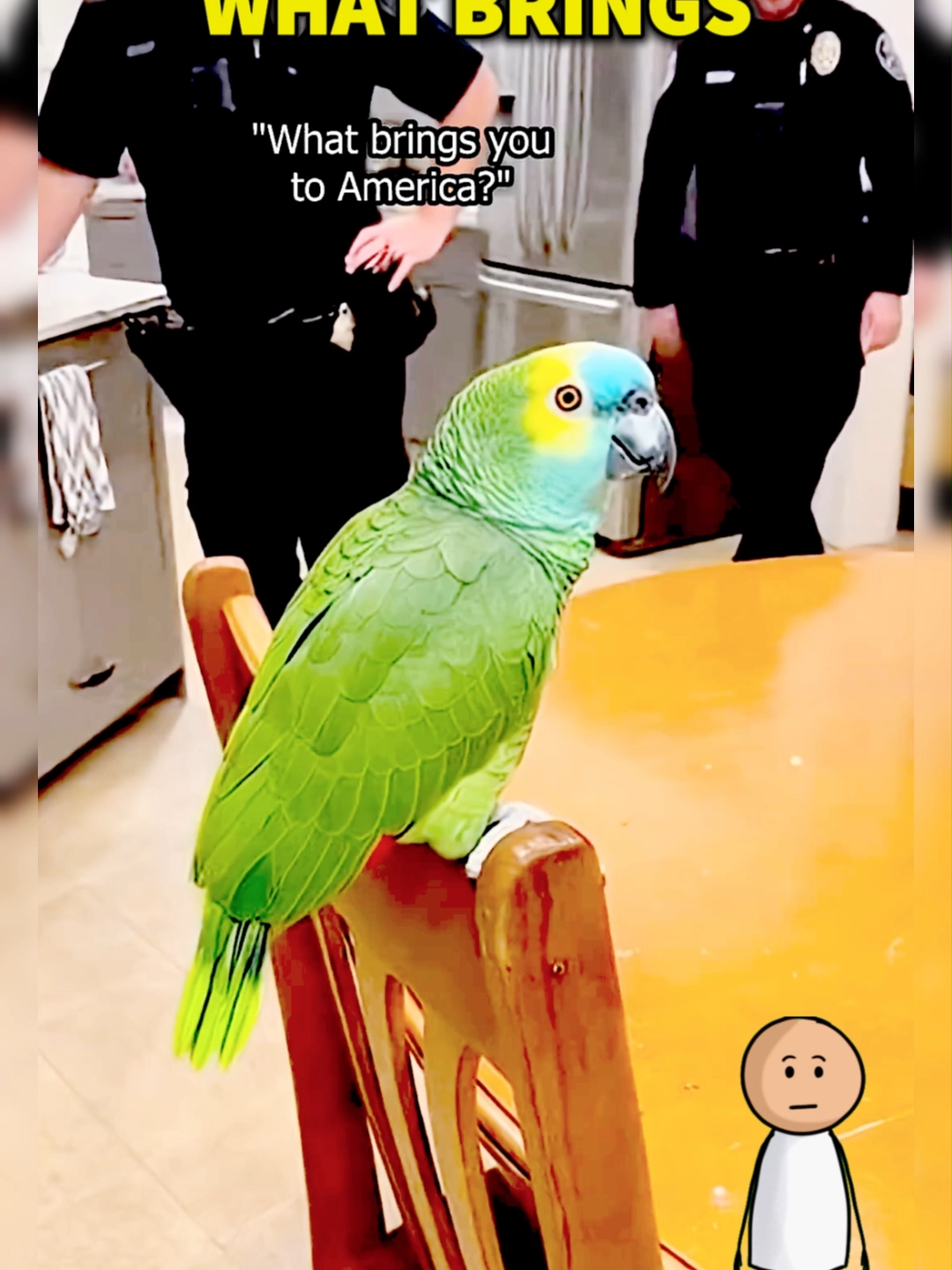 @Funny Animal Voiceover