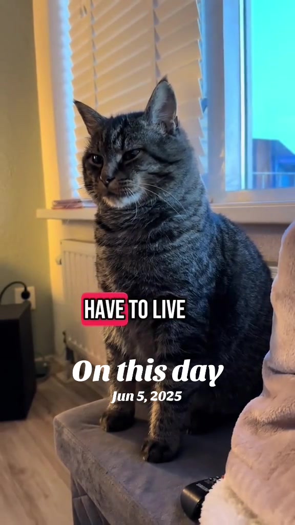 @Joep_the_ rescuecat