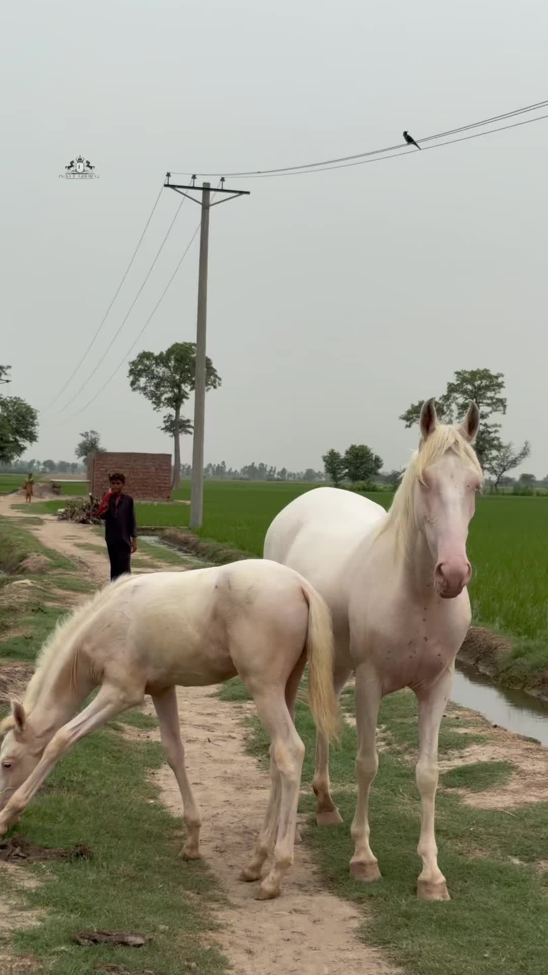 @Ishq_e_ghora 🐎