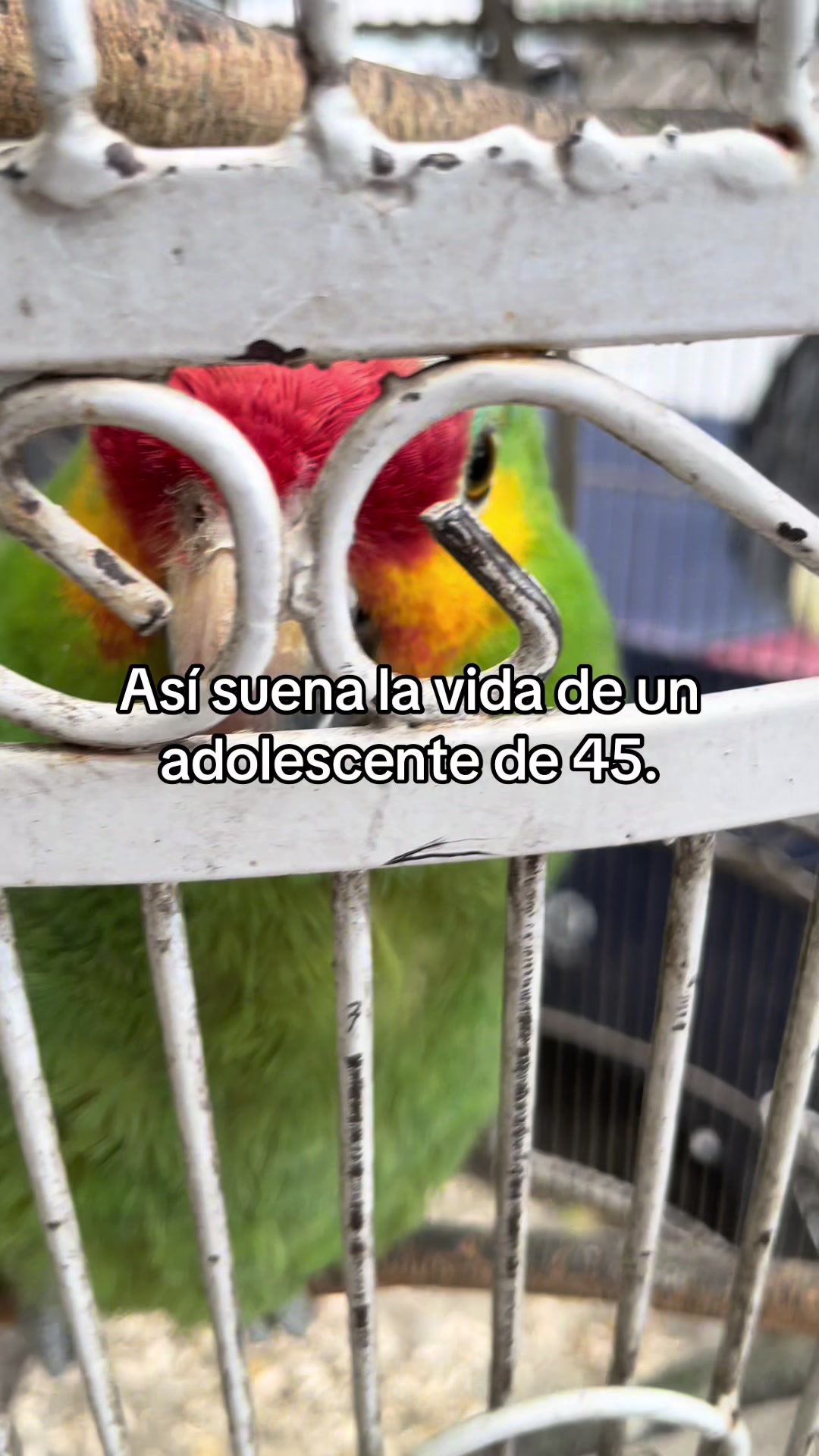 @Elverth Castillo
