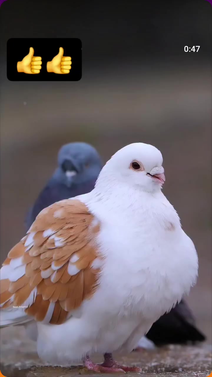 @fidansamet68