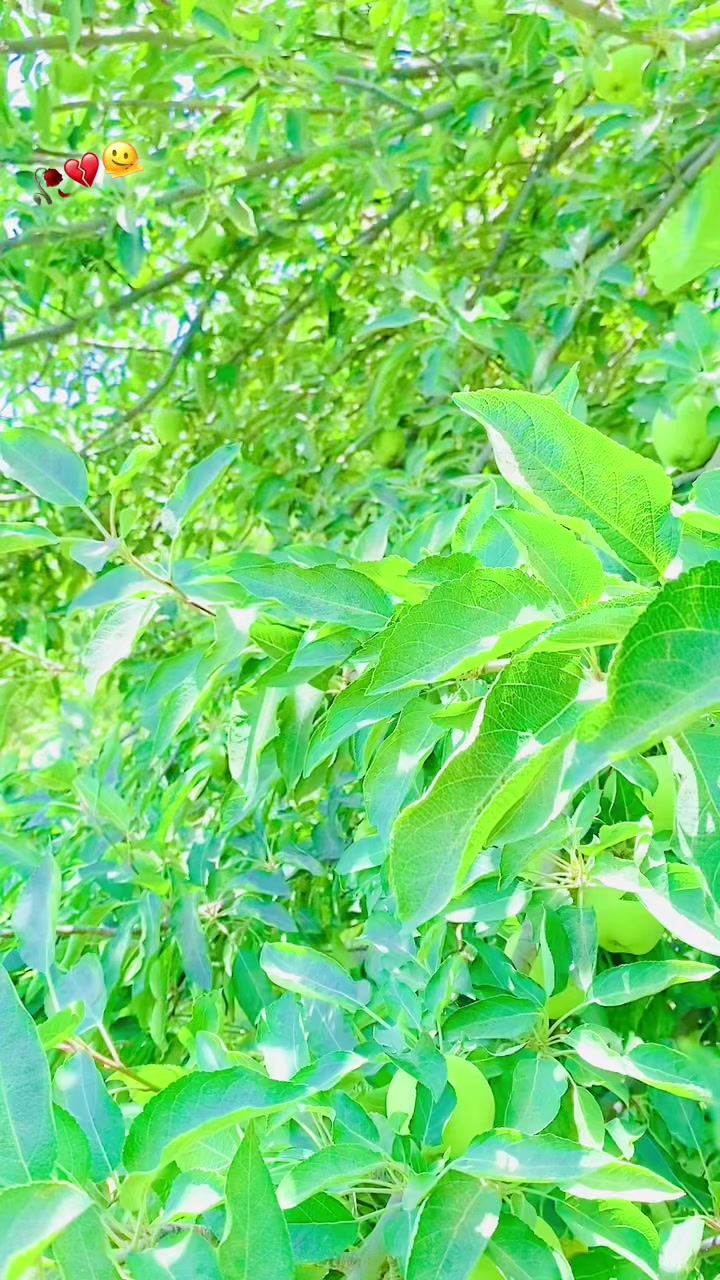 @🥀کاکــــڑ 🤟صــــآبــــ .🥹💯