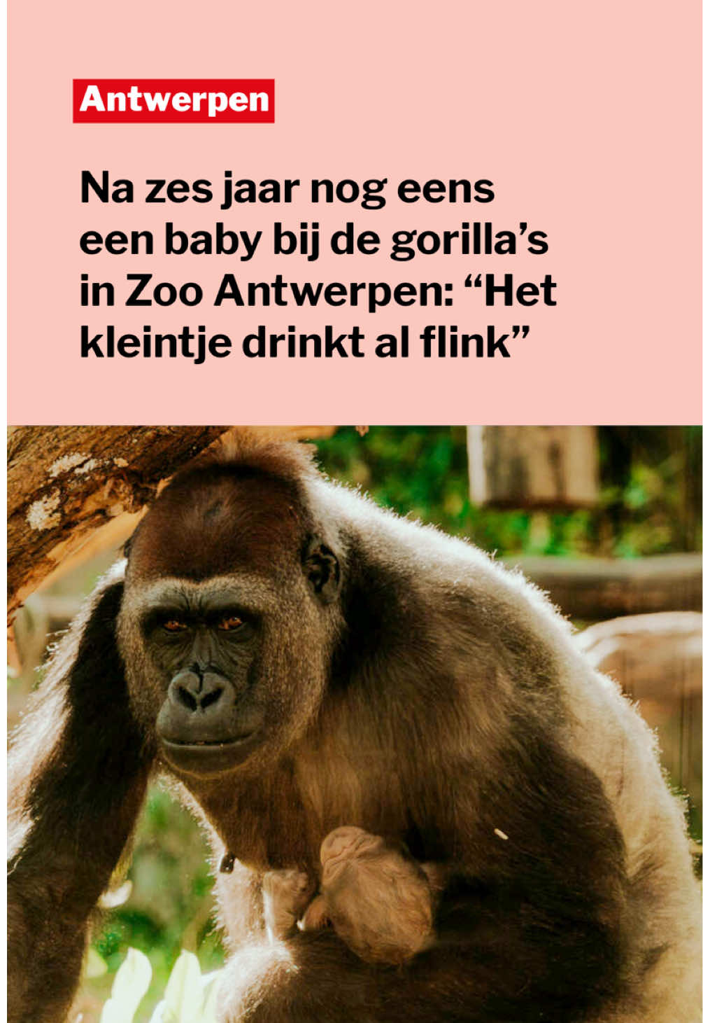 @Gazet van Antwerpen