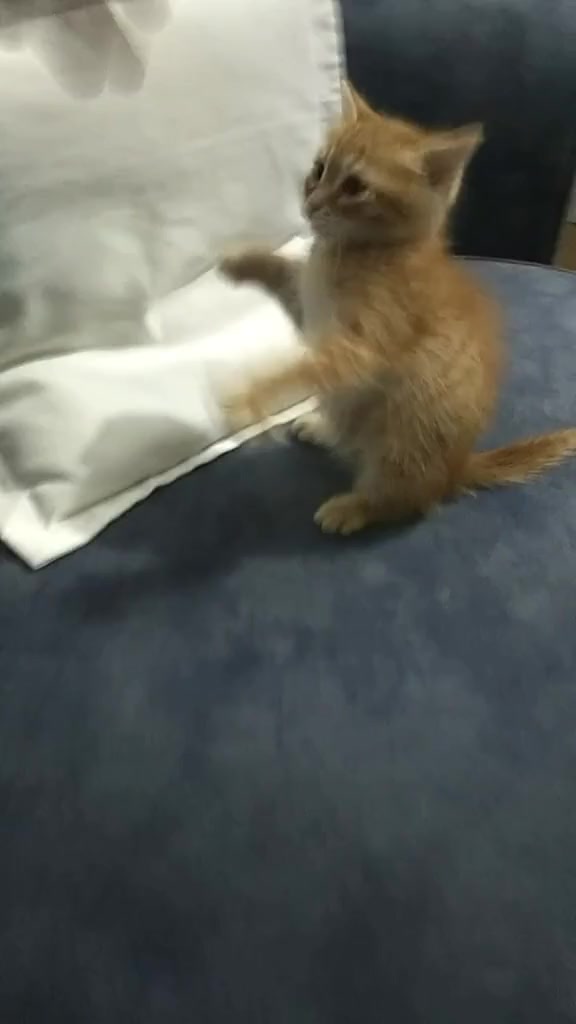 @💞S̴E̴V̴D̴A̴ ̴💞KEDİ💞