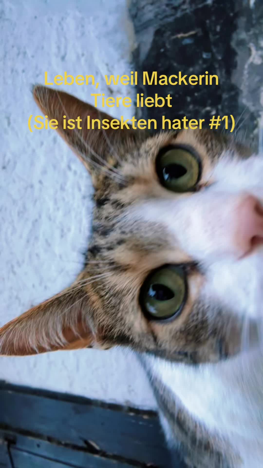 @⋆˚࿔ 𝐎𝐬𝐜𝐚𝐤𝐞𝜗𝜚˚