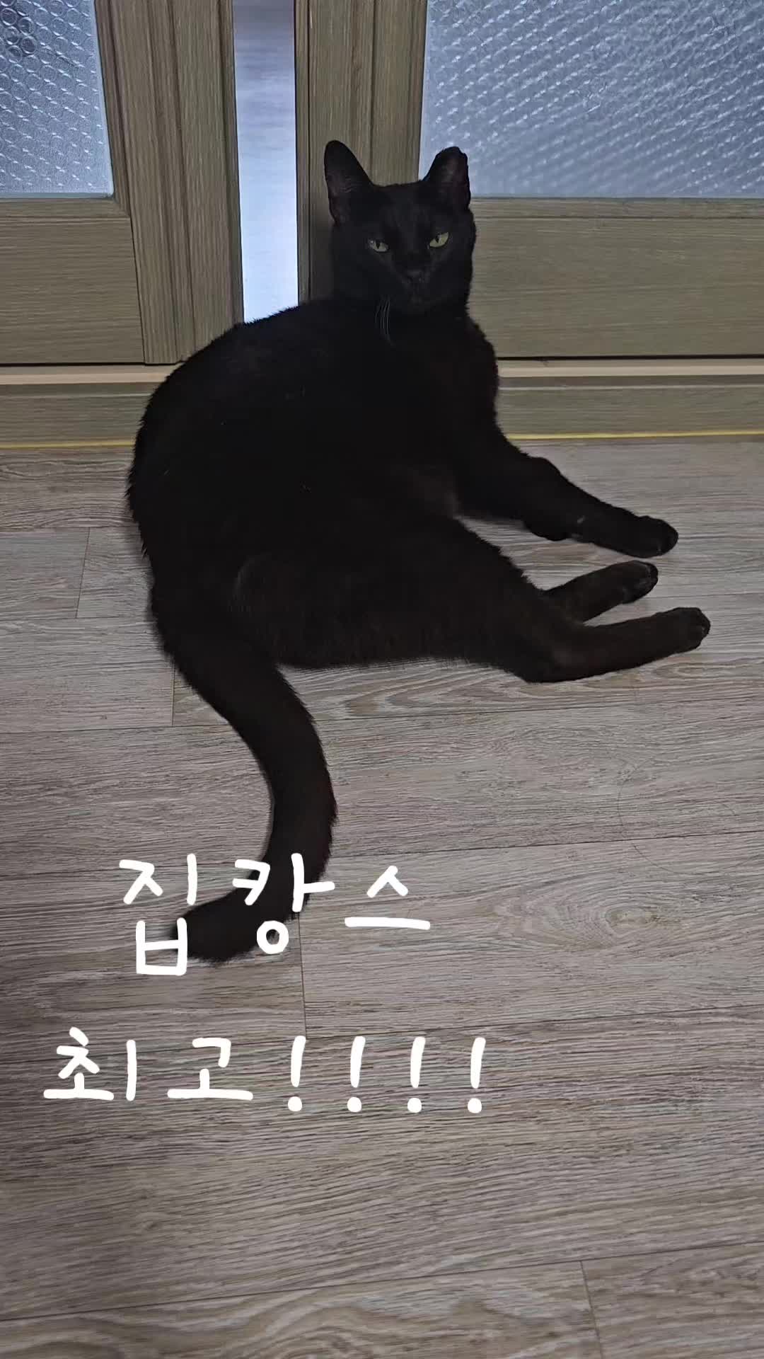 @검은고양이 터보