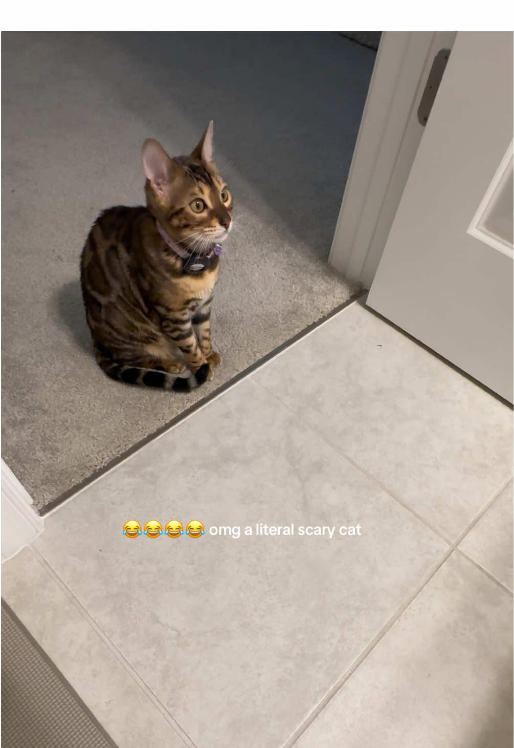 @cleochanelthebengal