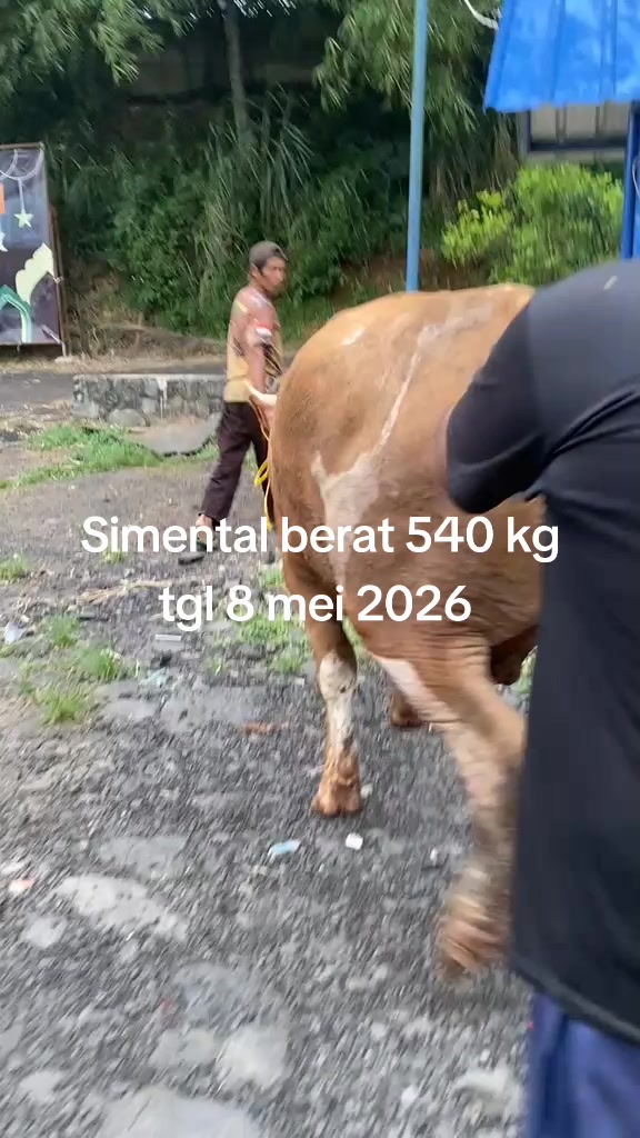 @padangzambrud