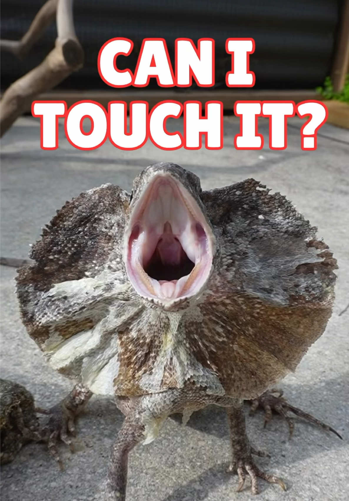 @Tommys_reptiles