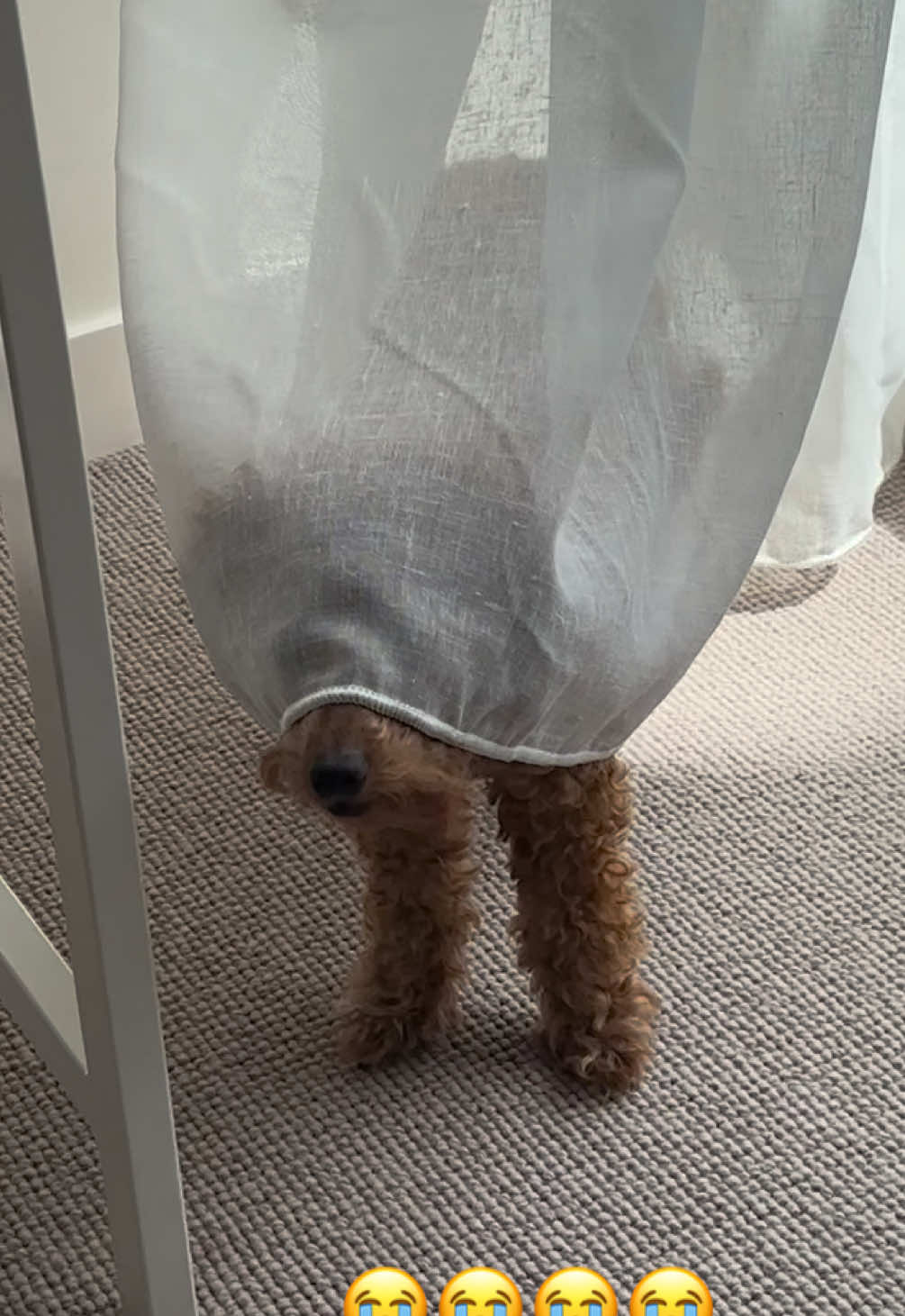 @peppermytoypoodle