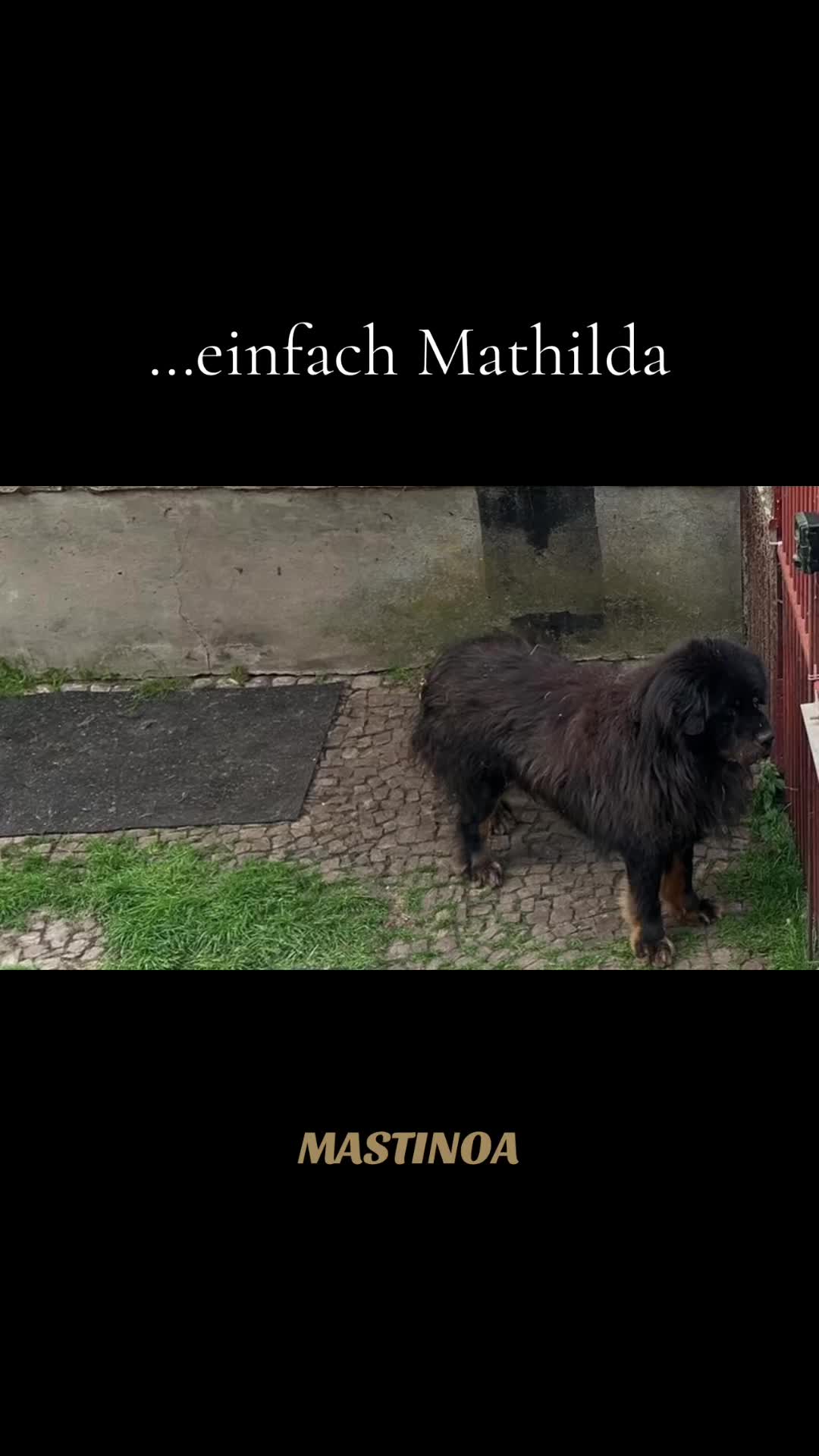 @MASTINOA pro