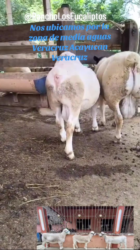 @maya
