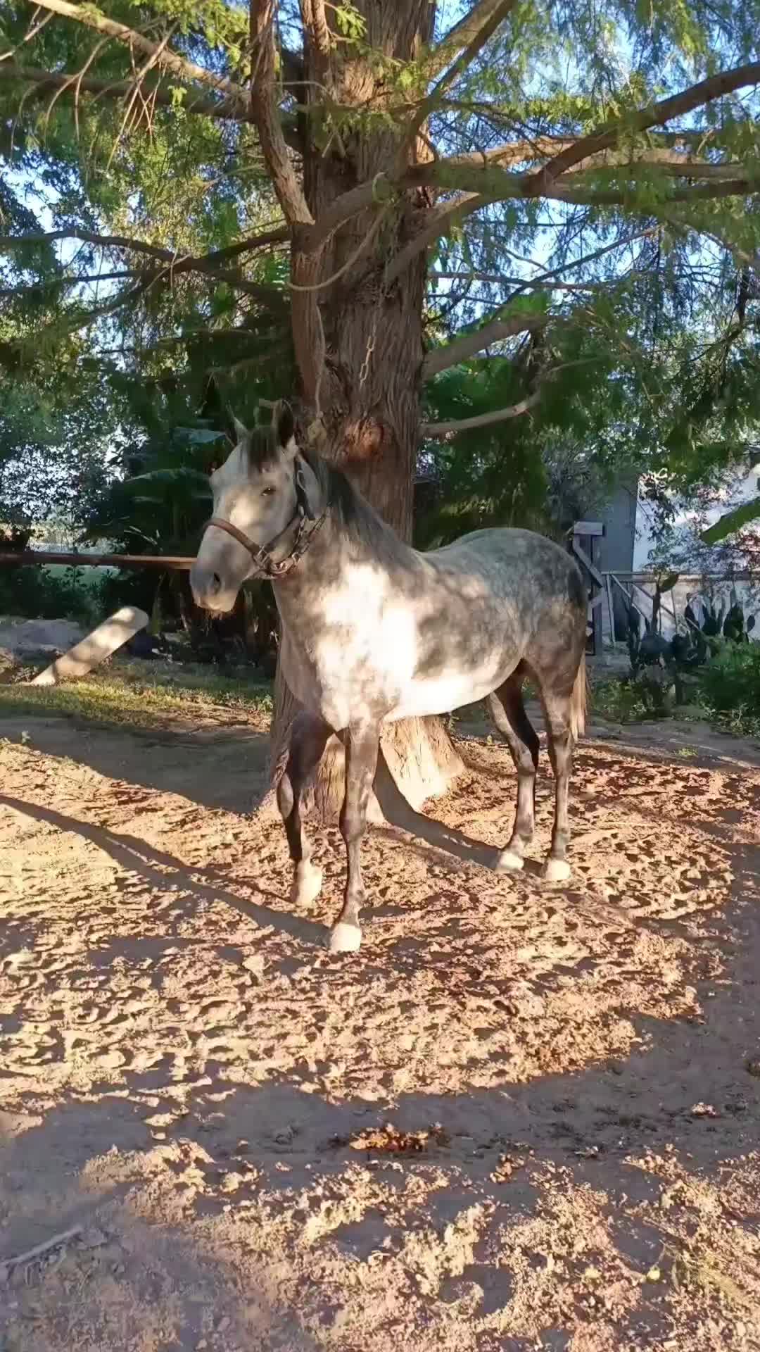 @🇲🇽EL CHAMÁN 🏇 🇲🇽
