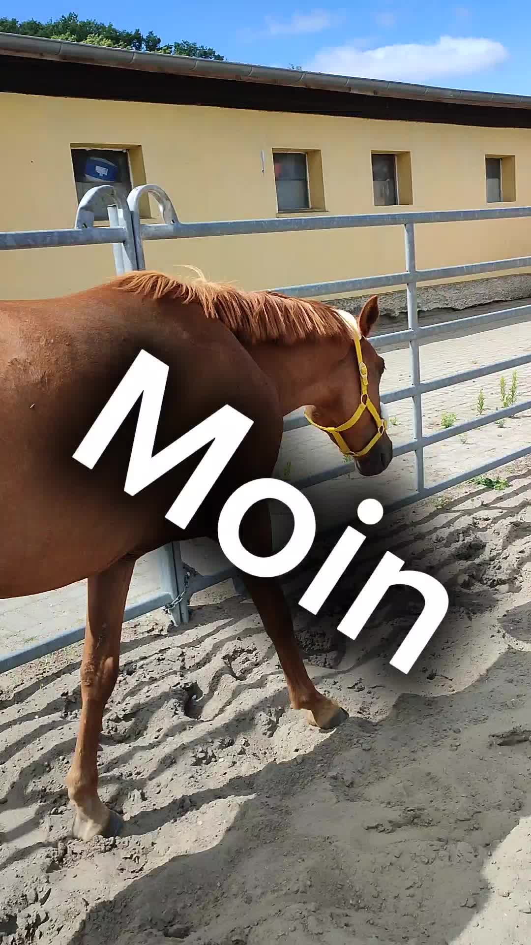 @Horses 🫶🌺