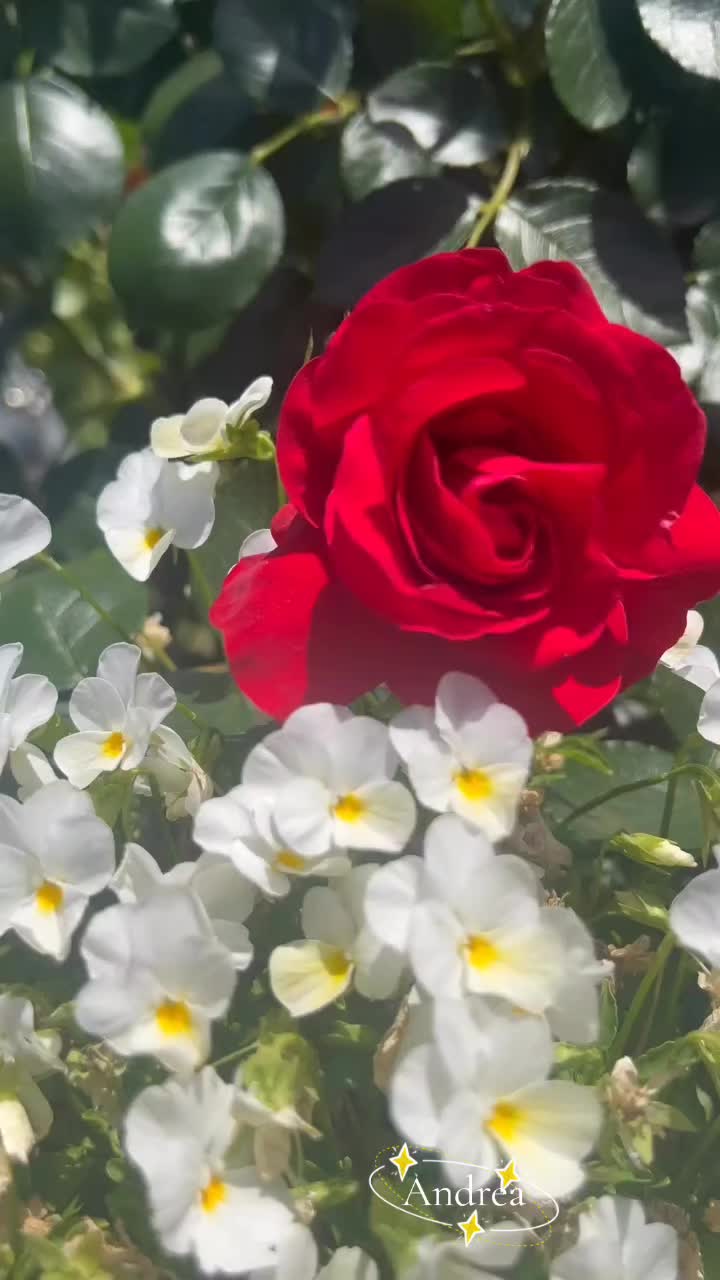 @andreacorsi298