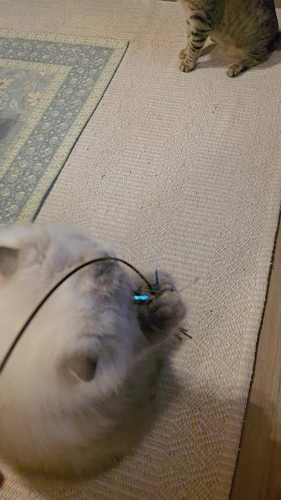 @South Texas Persian Rescue