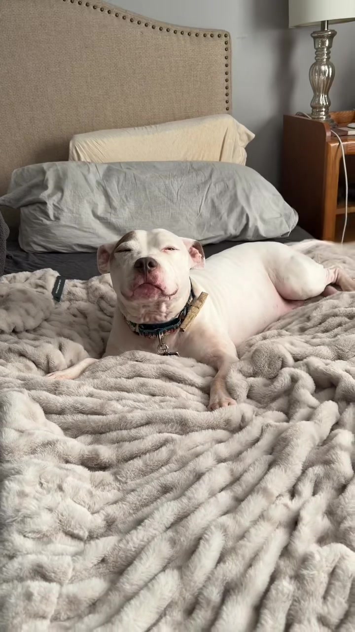 @Chewy The Pitbull