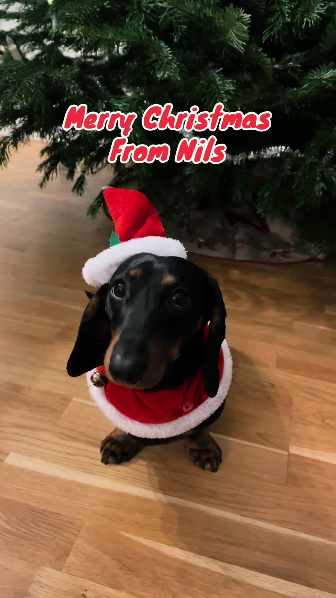 @Nils The Mini Dachshund     🌭
