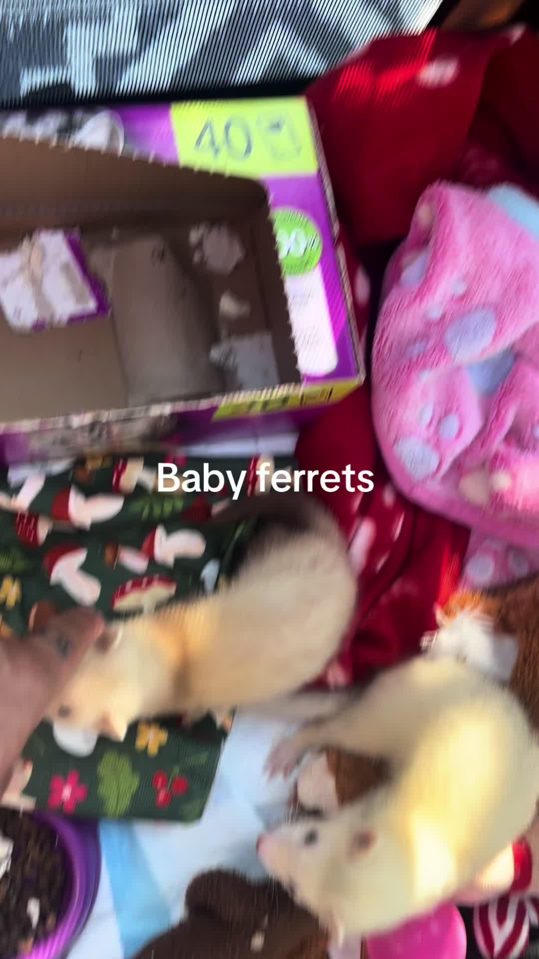 @vanessapenniston