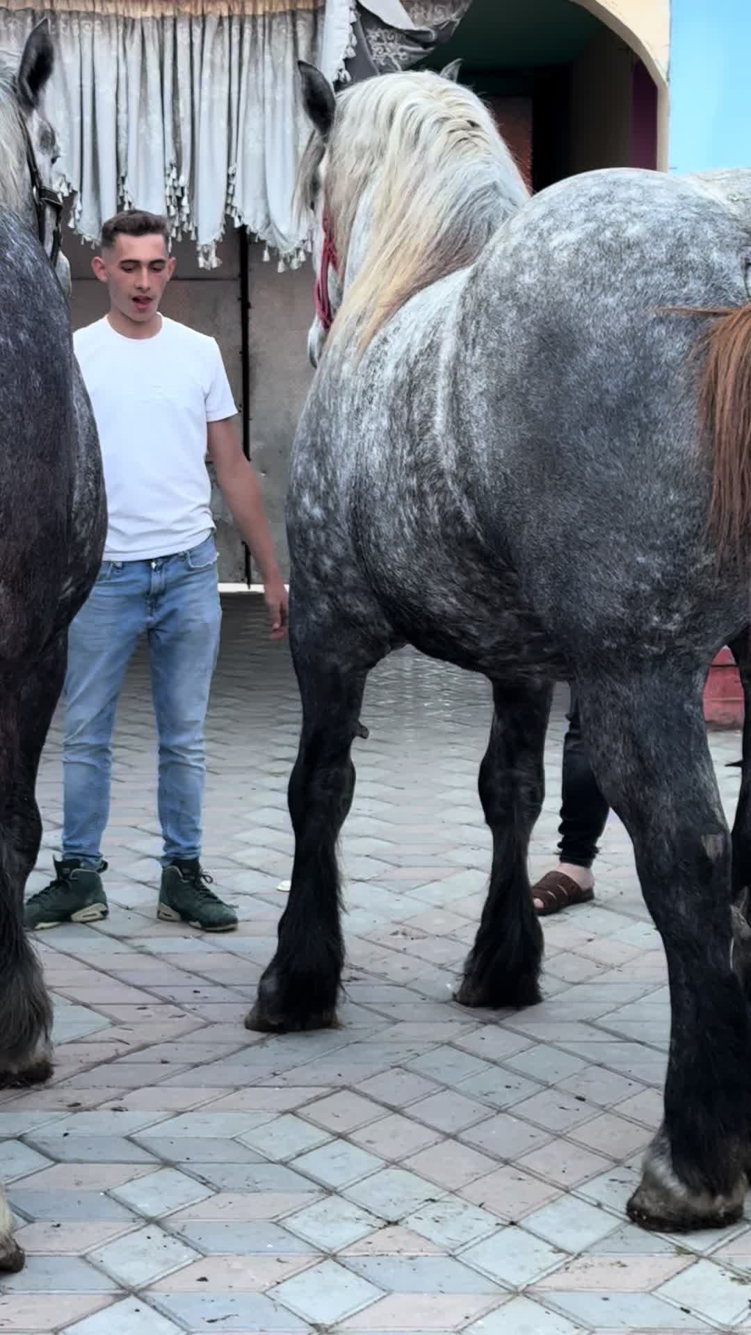 @🐴Spartanu🐴