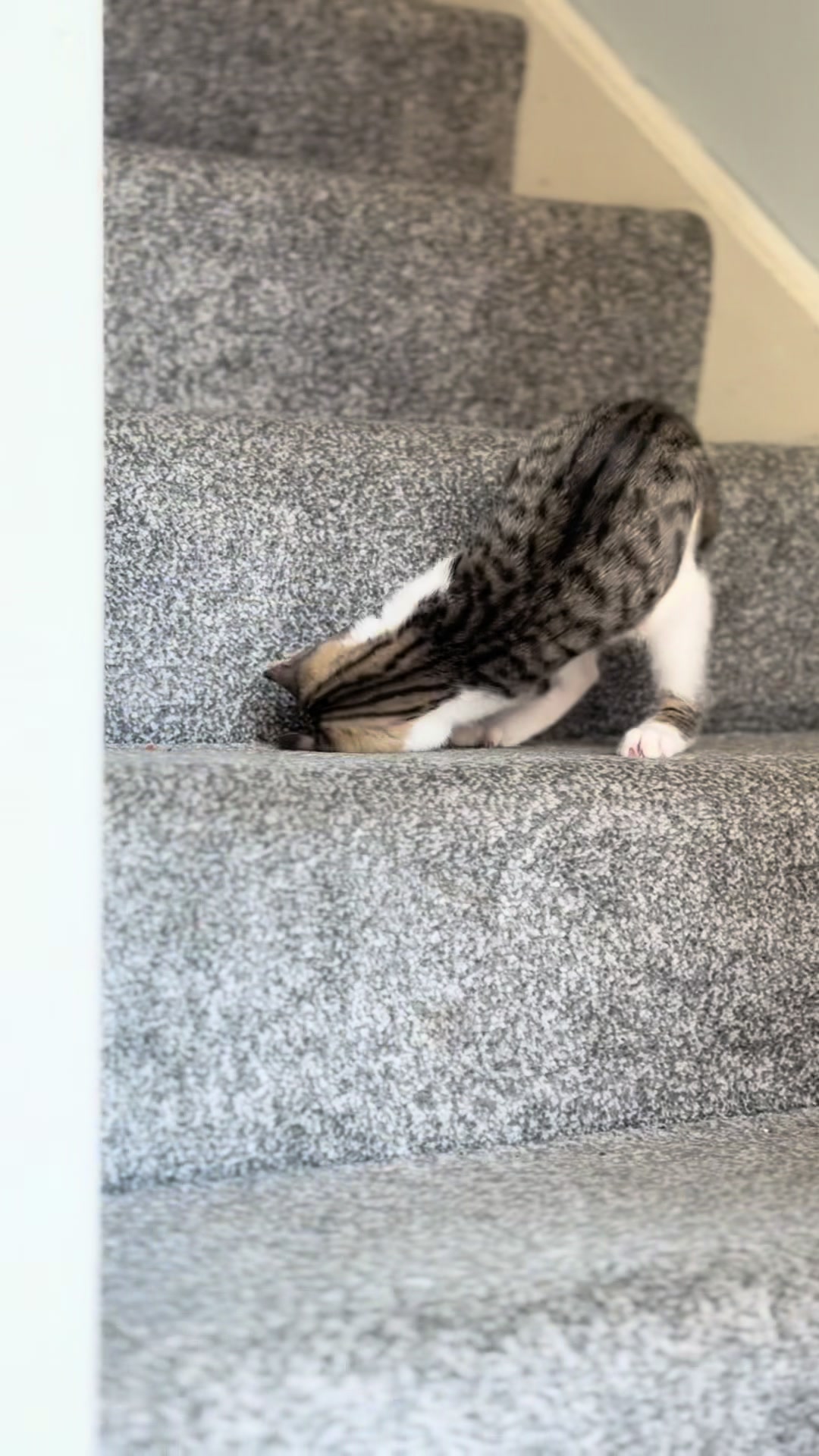 @Gatos todos os dias