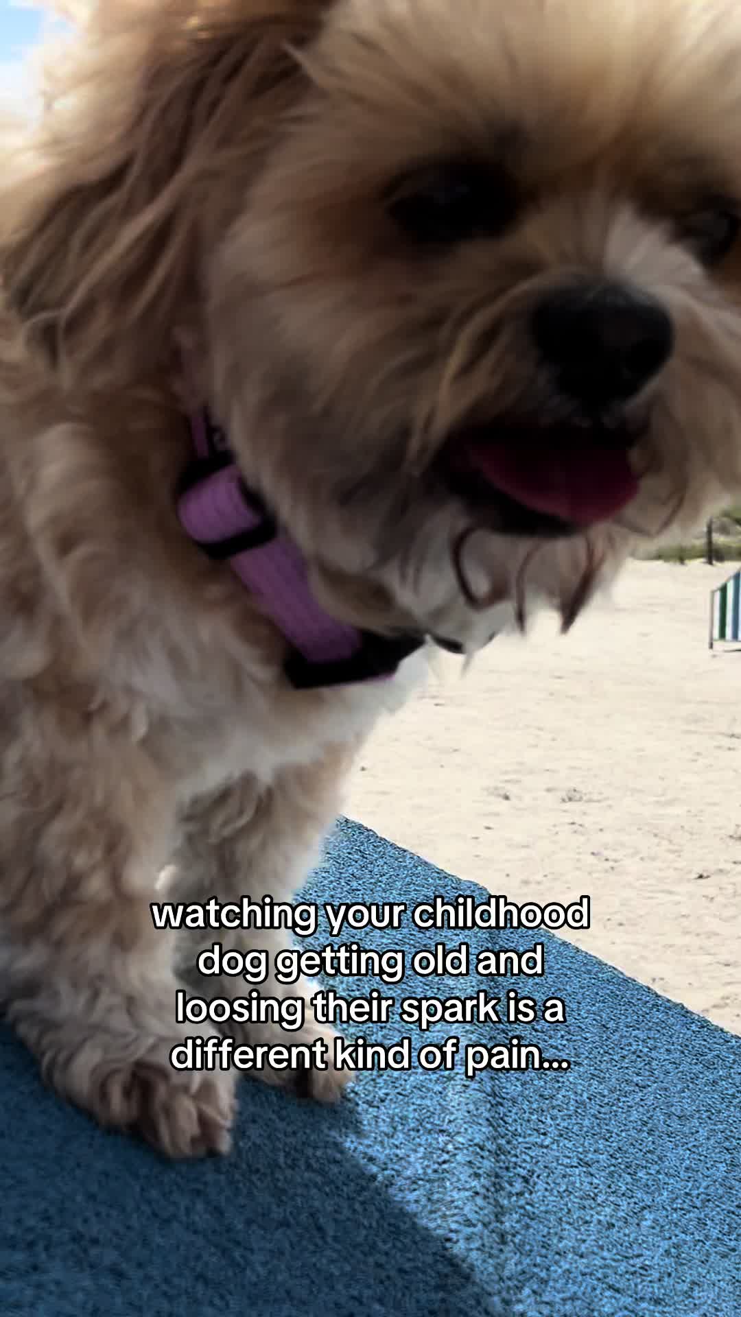@🐾