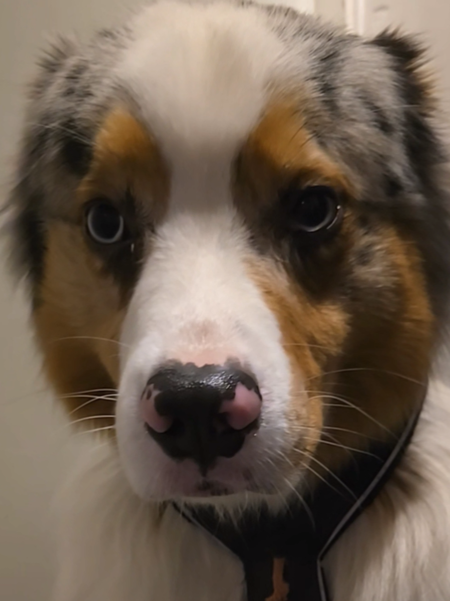 @mr.montytheaussie
