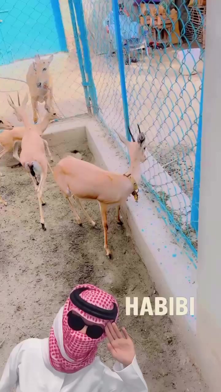 @Wildlife 🦌